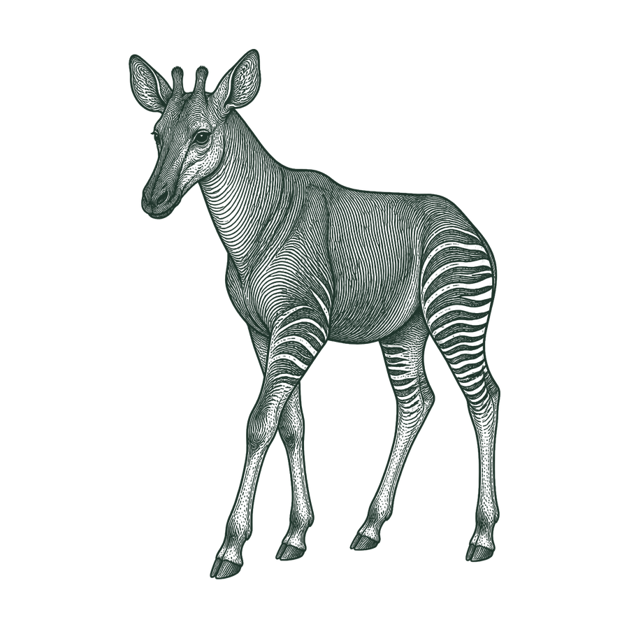 Okapi line illustration