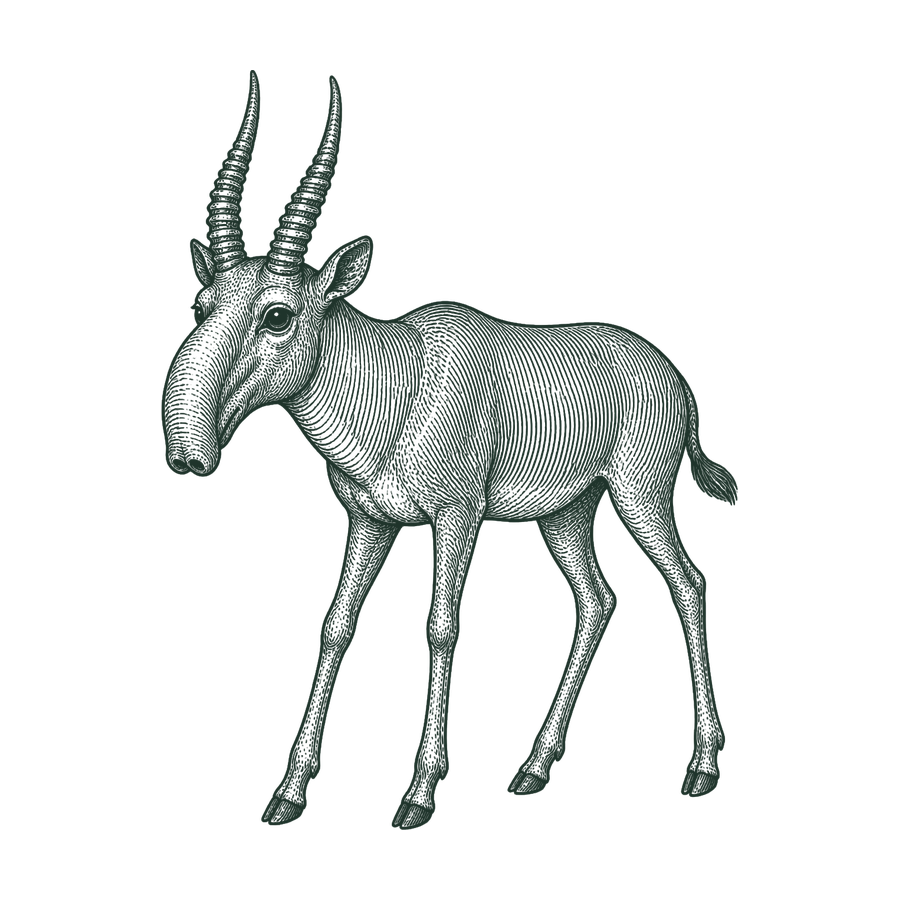 Saiga line illustration