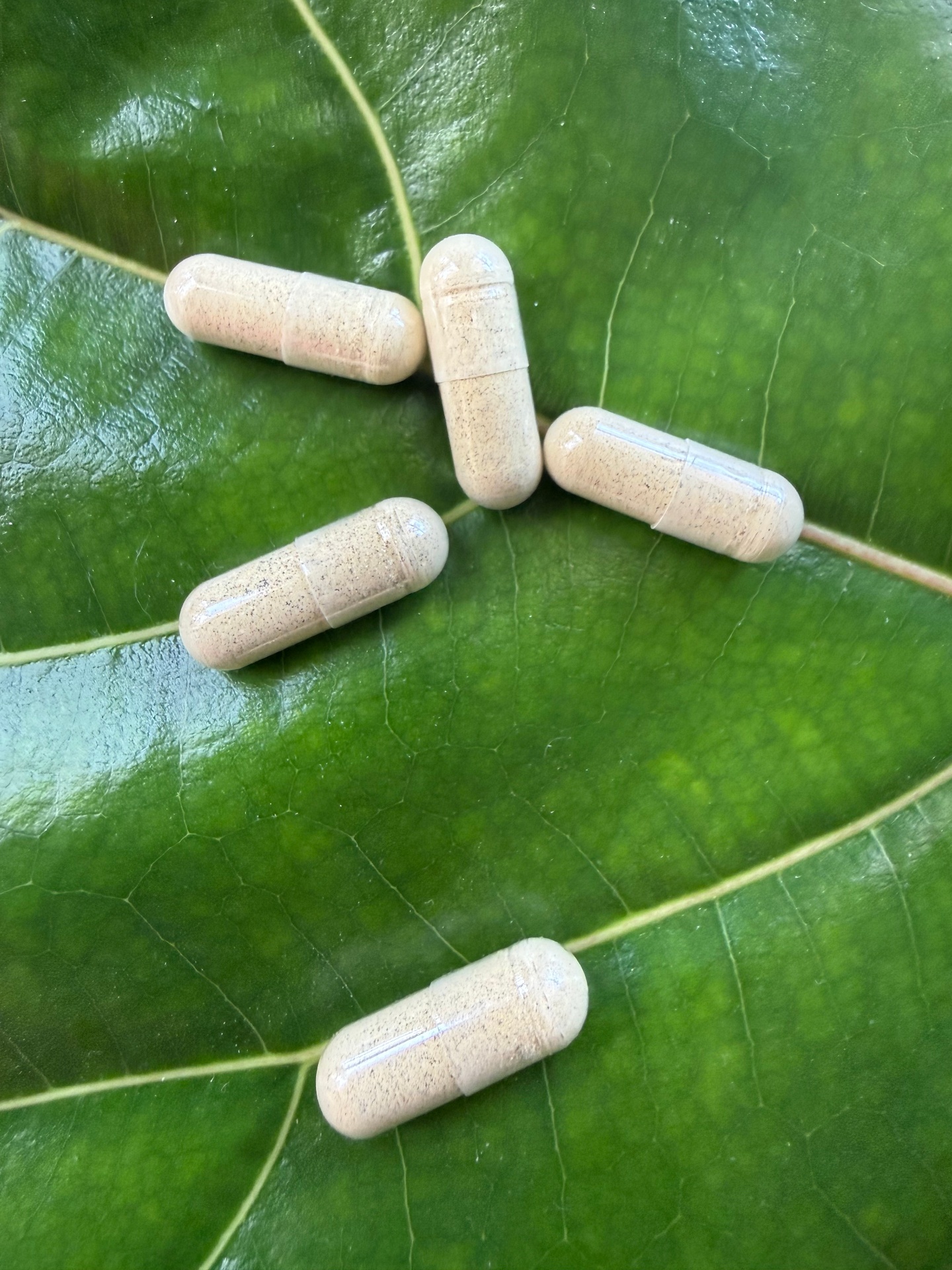 Five capsules on leaf