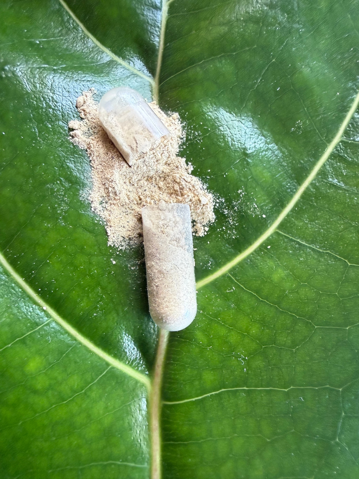 Open capsule with powder